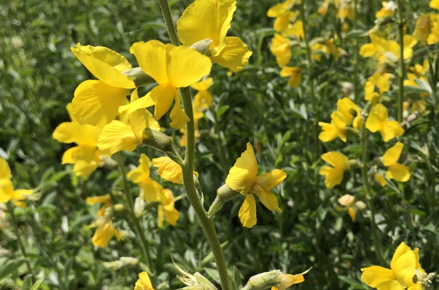 The genetic background of a single flower producing several fruit