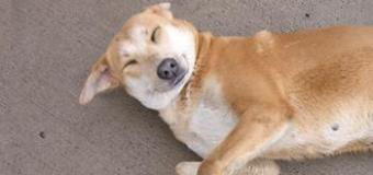 Contribute to the SUdergi article on &quot;Campus Dogs and Cats&quot;