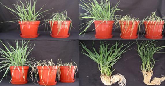 Great discovery in plant genetics