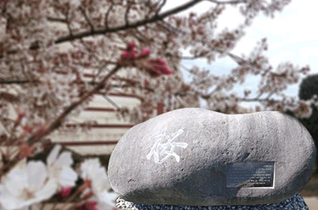 Sabancı University has Turkey&#039;s largest Sakura collection