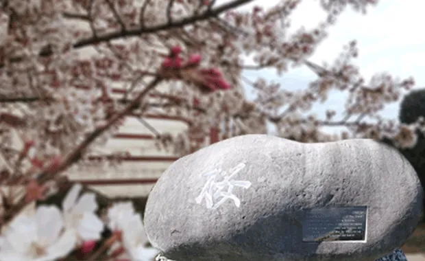 Türkiye’deki en büyük Sakura ağacı koleksiyonu Sabancı Üniversitesi'nde