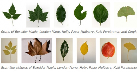 Achievement: ImageCLEF Plant Identification Competition