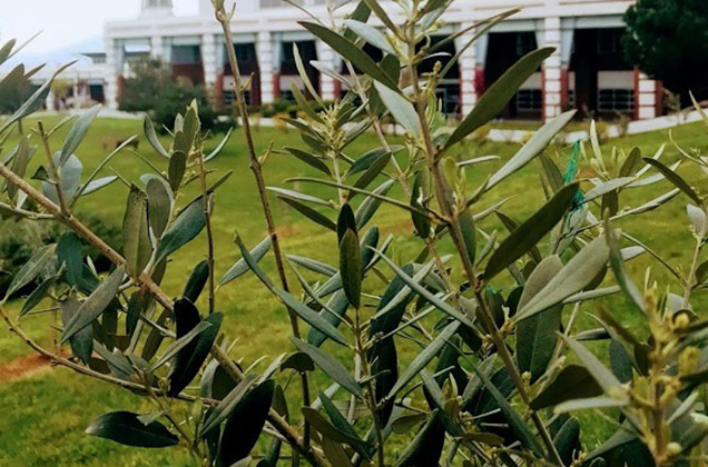 Kampüste Zeytin Günü