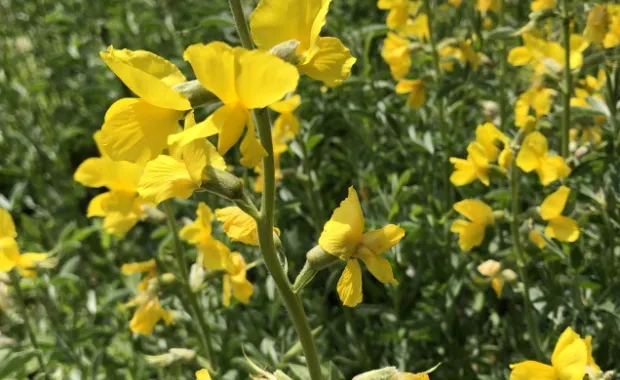 The genetic background of a single flower producing several fruit