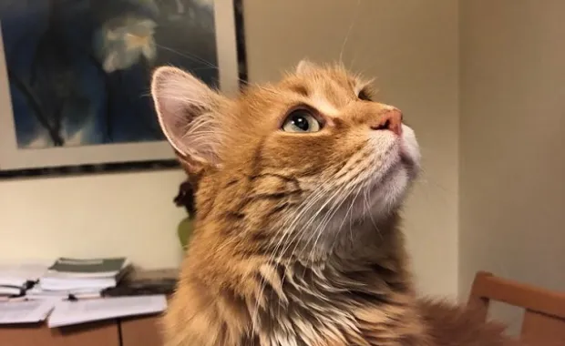 We Lost Our Friend Kıvanç, One of the Oldest Residents on Our Campus