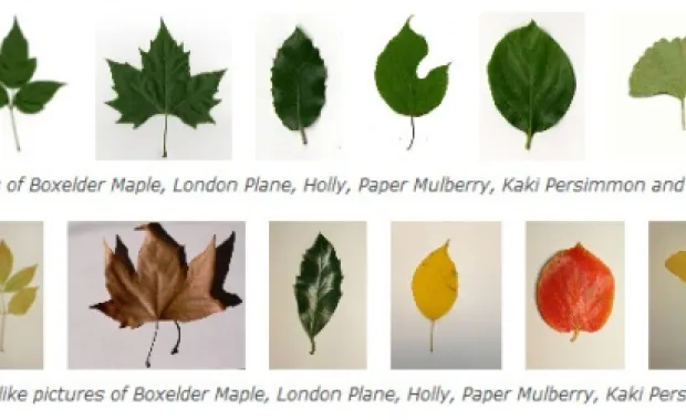 Achievement: ImageCLEF Plant Identification Competition