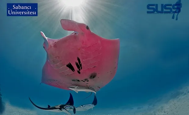Underwater enthusiasts meet at the “4th Topics of Water Diving Conference”
