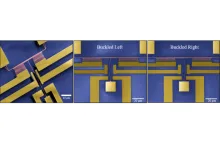 “Nano-buckling” device attracts great interest in Physics and Nanotechnology