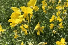 The genetic background of a single flower producing several fruit