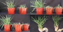 Great discovery in plant genetics