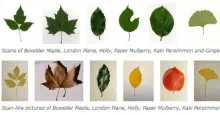 Achievement: ImageCLEF Plant Identification Competition