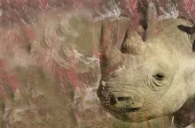 SUOyuncuları Gergedanlar oyunu ile SGM'de