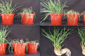 Great discovery in plant genetics Resmi